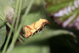 Attēlu rezultāti vaicājumam “Agapeta hamana”