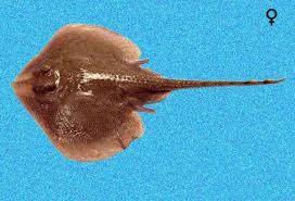 Image result for Leucoraja