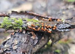 Attēlu rezultāti vaicājumam “Trichia alpina”