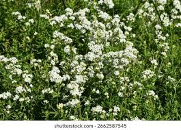 Attēlu rezultāti vaicājumam “Galium boreale flower”