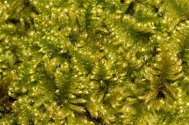 Attēlu rezultāti vaicājumam “Homomallium incurvatum”