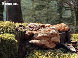 Attēlu rezultāti vaicājumam “Gloeophyllum odoratum”