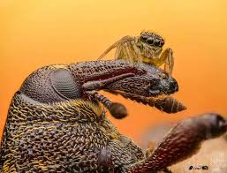 Attēlu rezultāti vaicājumam “Hylobius abietis”