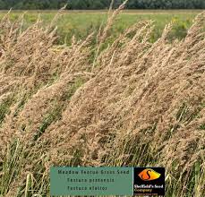 Attēlu rezultāti vaicājumam “Festuca pratensis”