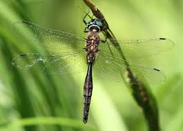 Attēlu rezultāti vaicājumam “Lophocolea minor macro”