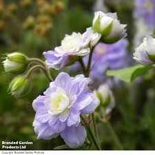 Image result for Geranium `Summer Skies`