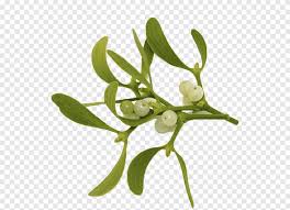 Attēlu rezultāti vaicājumam “Viscum album leaf”