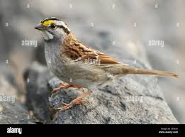 Image result for Zonotrichia albicollis