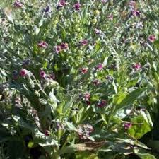 Attēlu rezultāti vaicājumam “Cynoglossum officinale flower”