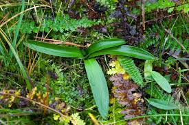 Attēlu rezultāti vaicājumam “Orchis militaris leaf”