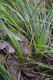 Attēlu rezultāti vaicājumam “Isoetaceae”