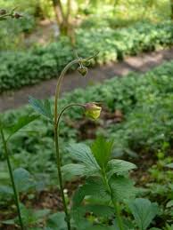 Attēlu rezultāti vaicājumam “Geum x intermedium”