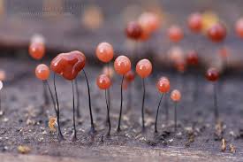 Attēlu rezultāti vaicājumam “Comatricha nigra macro”