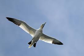 Image result for Morus bassanus