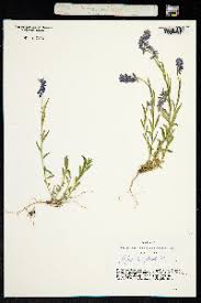 Attēlu rezultāti vaicājumam “Polygala comosa”