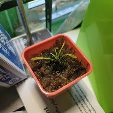 Attēlu rezultāti vaicājumam “Drosera x obovata leaf”
