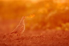 Attēlu rezultāti vaicājumam “Perdix perdix”