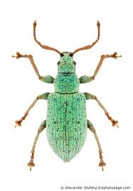 Attēlu rezultāti vaicājumam “Phyllobius”