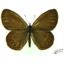 Attēlu rezultāti vaicājumam “Coenonympha hero underside”