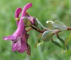 Attēlu rezultāti vaicājumam “Corydalis cava flower”
