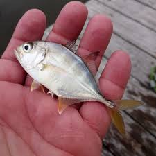 Image result for Caranx latus