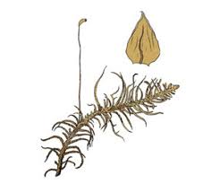 Attēlu rezultāti vaicājumam “Helodium blandowii”