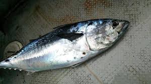 Image result for Euthynnus affinis