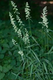 Attēlu rezultāti vaicājumam “Holcus lanatus  flower”