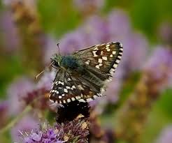 Attēlu rezultāti vaicājumam “Pyrgus alveus upperside”