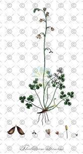 Attēlu rezultāti vaicājumam “Ranunculus polyanthemos”