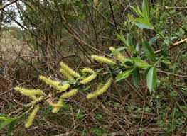 Attēlu rezultāti vaicājumam “Salix triandra male flower”