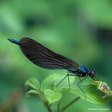 Attēlu rezultāti vaicājumam “Calopteryx virgo male”
