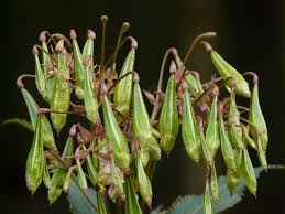 Attēlu rezultāti vaicājumam “Impatiens glandulifera fruit”