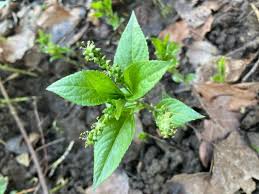 Attēlu rezultāti vaicājumam “Mercurialis perennis”