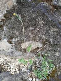 Attēlu rezultāti vaicājumam “Hieracium murorum bud”