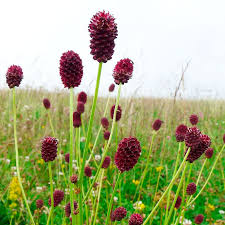 Image result for Sanguisorba officinalis