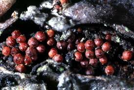 Attēlu rezultāti vaicājumam “Nectria sp., Neonectria sp.”