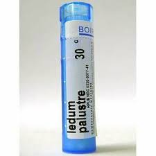 Attēlu rezultāti vaicājumam “Ledum palustre”