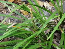 Attēlu rezultāti vaicājumam “Acoraceae”