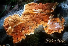 Attēlu rezultāti vaicājumam “Peniophora laurentii”