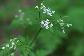 Attēlu rezultāti vaicājumam “Anthriscus sylvestris leaf”