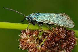 Attēlu rezultāti vaicājumam “Adscita statices”