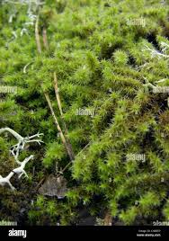 Attēlu rezultāti vaicājumam “Racomitrium canescens sporophyte”