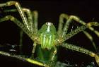 Lynx spider arachnid public - via Daymix