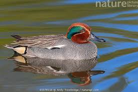 Attēlu rezultāti vaicājumam “Anas crecca”