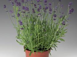 Attēlu rezultāti vaicājumam “Lavandula angustifolia bud”