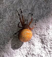 Attēlu rezultāti vaicājumam “Araneus marmoreus”