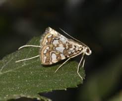 Attēlu rezultāti vaicājumam “Crambidae”