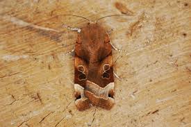 Attēlu rezultāti vaicājumam “Noctua fimbriata larva”