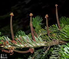 Attēlu rezultāti vaicājumam “Abies”